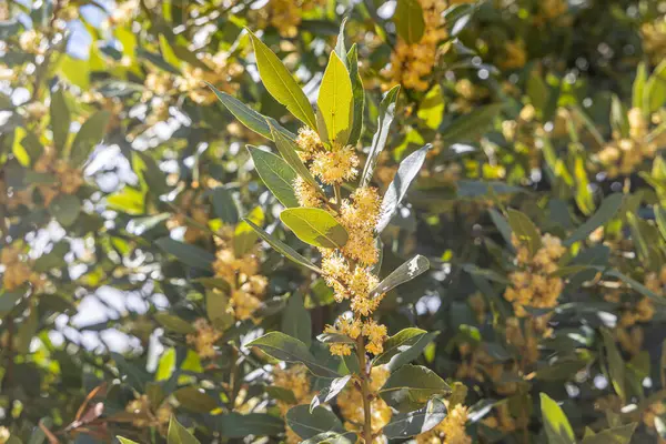 Yeşil defne bitkisinin yaz günü çiçekli yatay fotoğrafı.
