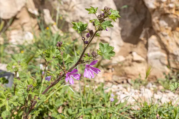 Yeşil çimlerin yatay fotoğrafı ya da sarı ahşap kuş çiçekli çayır.