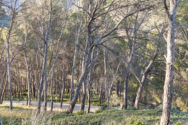 Güneşli bir günde ormandaki güzel çam ağaçları