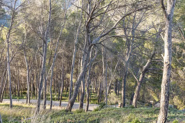 Güneşli bir günde ormandaki güzel çam ağaçları