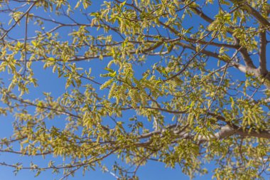 Güneşli bir günde açık mavi gökyüzüne karşı yeşil meyveli güzel dut ağacı.