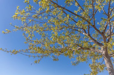 Güneşli bir günde açık mavi gökyüzüne karşı yeşil meyveli güzel dut ağacı.