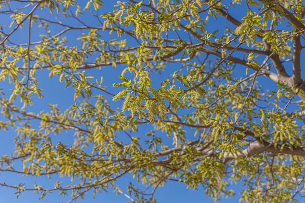 Güneşli bir günde açık mavi gökyüzüne karşı yeşil meyveli güzel dut ağacı.