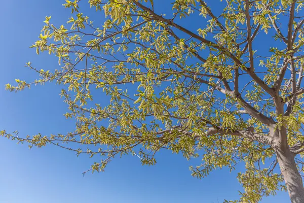 Güneşli bir günde açık mavi gökyüzüne karşı yeşil meyveli güzel dut ağacı.
