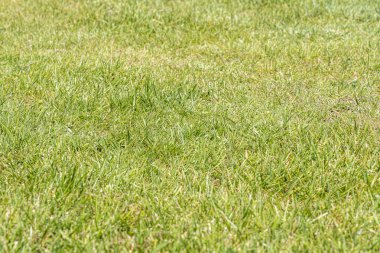 Yeşil çimlerin ya da çayırların yatay fotoğrafı