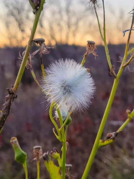 Kırsal Bir Alanda Güneş Işığının Parladığı Tüylü Bir Yaprak Çiçeğinin — Stok fotoğraf