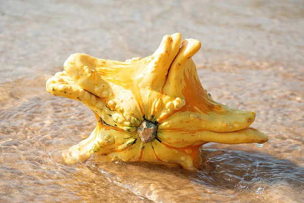Closeup Autumn Gourd Beach — Stock Photo, Image