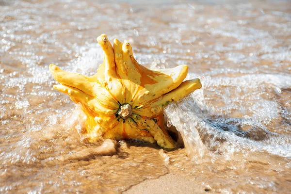 Closeup Autumn Gourd Water Splash — Stock Photo, Image