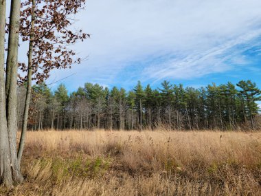 Kurumuş otlar ve çam ağaçlarıyla dolu kırsal sonbahar arazisi