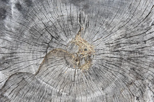 草を埋め込んだ木目模様のクローズアップ — ストック写真