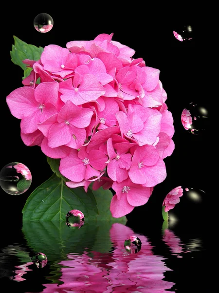 泡と水の反射で黒に隔離されたピンクのアジサイの花のクローズアップ — ストック写真