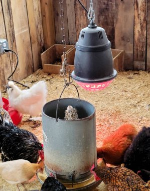 Chickens in a chicken coop with a glowing red heat lamp