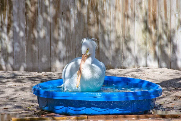 White Snowy Egret Bathing Child Blue Swimming Pool — Stock Photo, Image