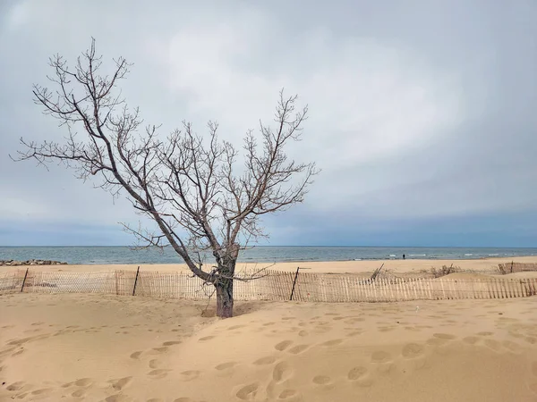 Bare Beukenboom Een Verlaten Strand Met Een Sneeuwhek Aan Lake — Stockfoto