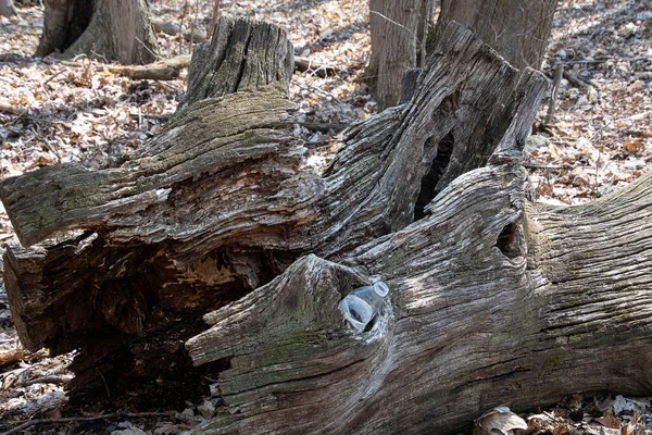 古い木の穴に空のプラスチック製の水ボトル — ストック写真
