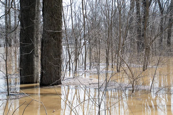 Acque Fangose Delle Inondazioni Del Grand River Nel Michigan Foresta — Foto Stock