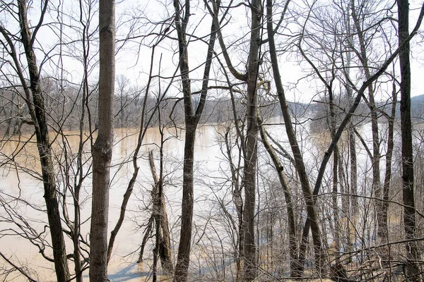 Overstroming Van Grote Rivier Michigan Voorjaarsbossen — Stockfoto