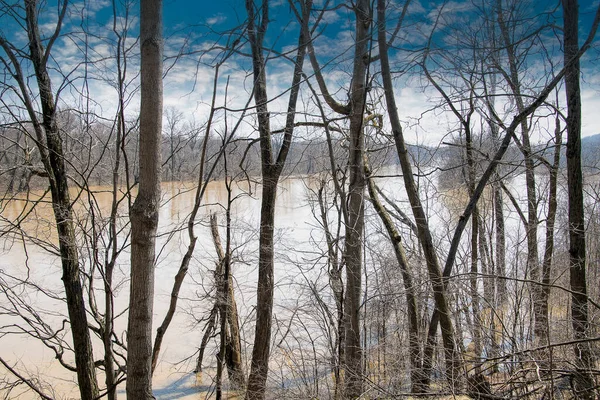 Наводнение Реке Мичиган Весной Лесах — стоковое фото