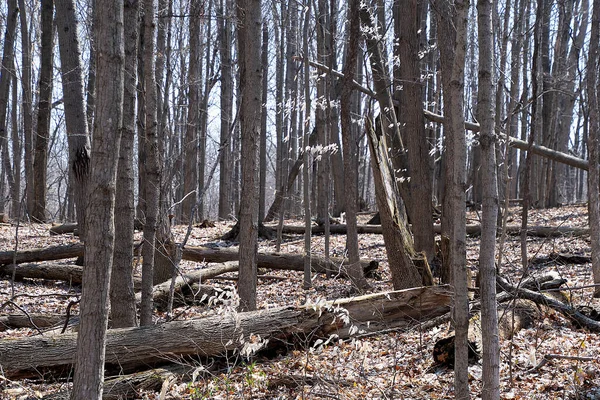 Голі Дерева Впали Стовбури Дерев Весняному Лісі — стокове фото
