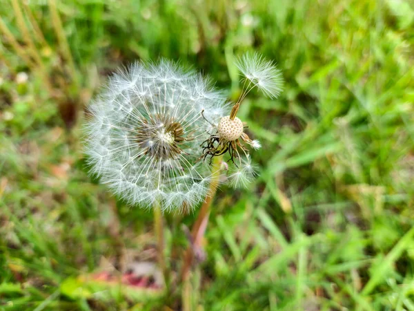 草の中の種とふわふわのタンポポのクローズアップ — ストック写真