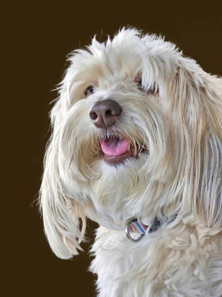 Shaggy Blond Poodle Portrait Isolated Dark Brown Background —  Fotos de Stock
