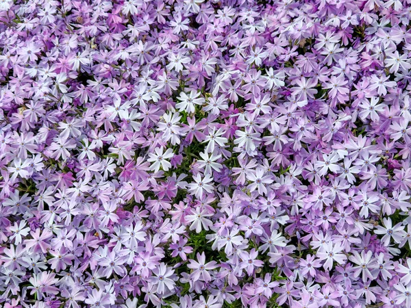Fialové Květy Phloxu Letní Zahradě — Stock fotografie