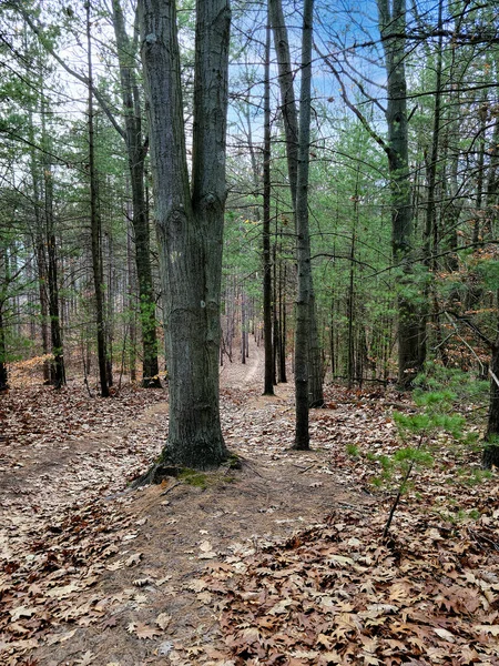 緑松のある秋の森の中の狭い未舗装の道 — ストック写真