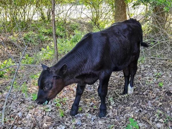 Angus Calf Chewing Green Plant Summer Woods — Foto Stock
