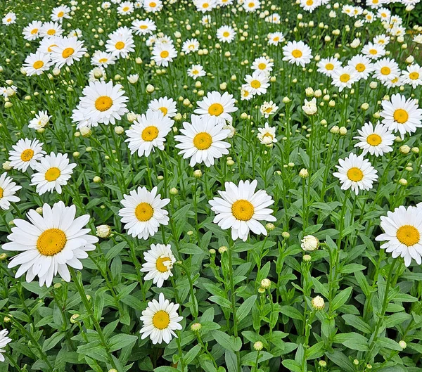 Shasta Daisy Plantas Com Folhas Verdes Brilhantes Jardim Verão — Fotografia de Stock