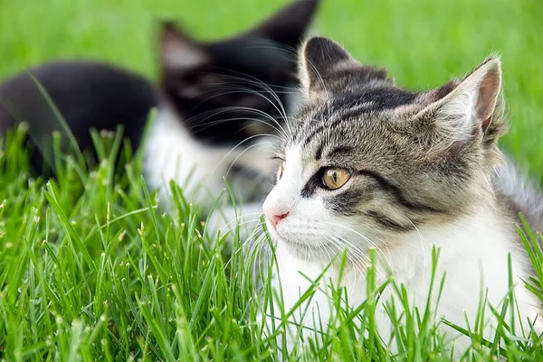 Close Tabby Tuxedo Kittens Green Grass — Stock Photo, Image