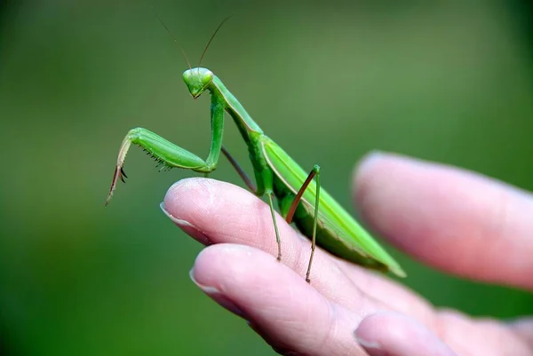 Close Praying Mantis Human Hand Green Background — Stock Photo, Image