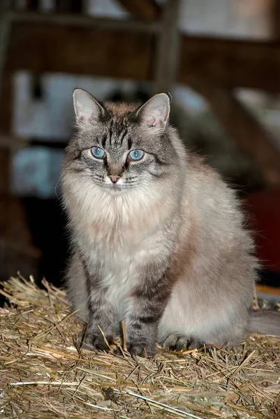 Fluffy Gray Barn Cat Blue Eyes Sitting Hay Bale — Foto Stock