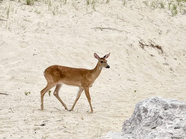 Young Whitetail Deer Doe Walking Beach Sand Dune Large Rock — Zdjęcie stockowe