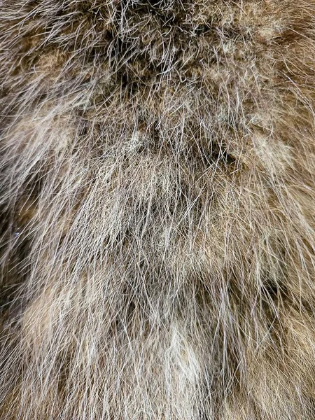 너구리 털가죽의 — 스톡 사진