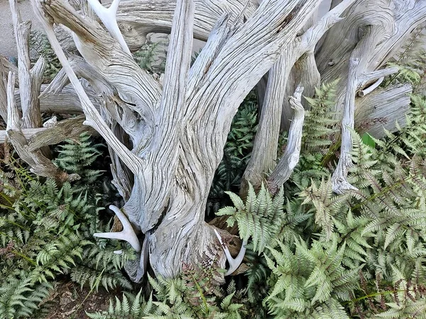 Yeşil Eğreltiotu Bitkileri Yıpranmış Ağaç Dalları Geyik Boynuzları — Stok fotoğraf