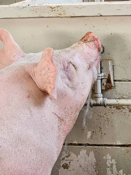 Nahaufnahme Eines Rosa Schweins Das Aus Einem Wasserhahn Stall Trinkt — Stockfoto