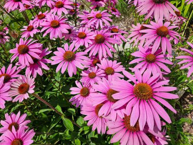 Close-up of pink coneflowers in a sunny garden