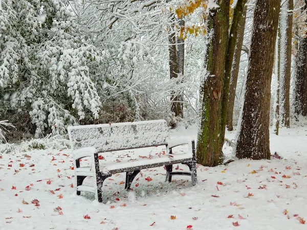 Vacant snow-covered bench in an autumn woodland