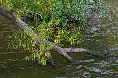 Siyah söğüt ağacı dalları suya gömülmüş.