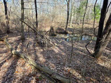 Tree limb tepee fort constructed in a forest creek