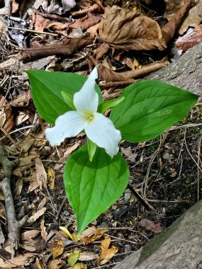 White springtime trillium flowering plant in woodland clipart