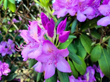 Close-up of a pink rhododendron flower with buds in a chain link fence