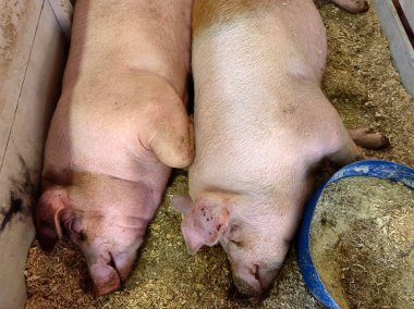Çiftlik ağılında ahşap talaşı üzerinde uyuyan bir çift şişko pembe domuz.