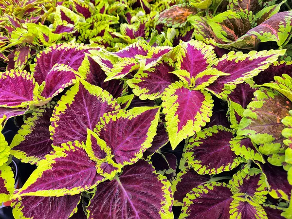 Vibrant coleus leaves display a stunning contrast of deep magenta and bright green edges, creating a lively and striking visual impact