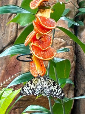 Güzel desenli Ağaç Perileri kelebekleri canlı portakal dilimleriyle süslenmiş tropikal bir bitkinin üzerinde dinlenirler.