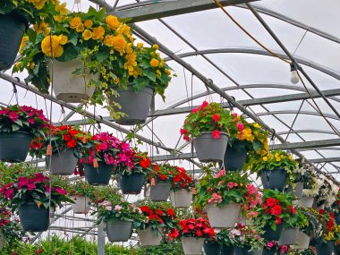Sarı, kırmızı ve pembe renkli canlı bir çiçek koleksiyonu bir sera yapısında saksılarda asılı duruyor. 