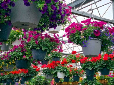 Asılan çiçek sepetlerinin canlı bir görüntüsü serayı zengin morlar, parlak kırmızılar ve canlı yeşiller de dahil olmak üzere çeşitli renklerle doldurur. 