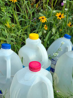 Renkli kapaklı şeffaf plastik sürahiler uzun otların ve sarı gözlü Susan çiçeklerinin arasına dağılmış. 