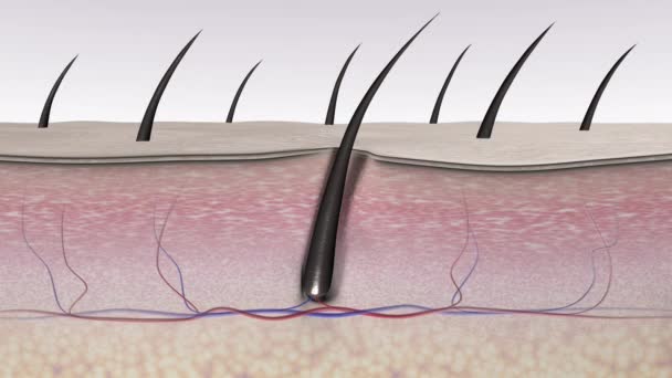 Hair Shaving Process Body Hair Removal Razor Blade Imperfection Procedure — стоковое видео