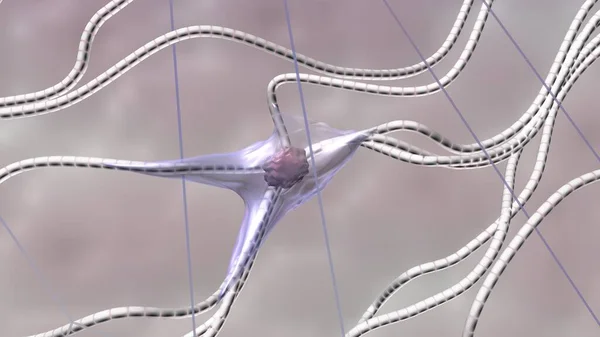 Fibroblast, kolajen ve elastin lifler. Bilimsel 3 boyutlu resimleme